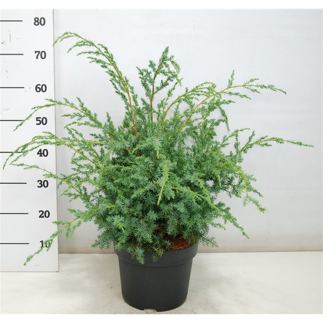 Kinesisk en – Juniperus chinensis 'Blue Alps' - C7.5 40-50 CM
